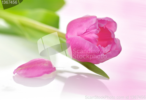 Image of tulip