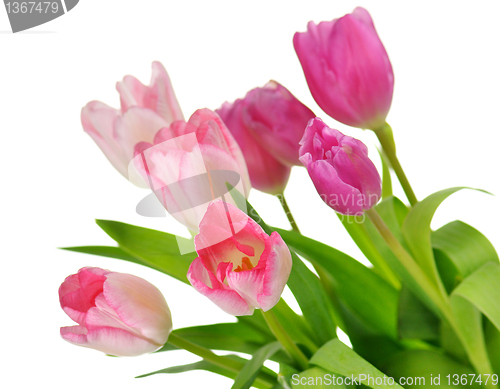 Image of tulips