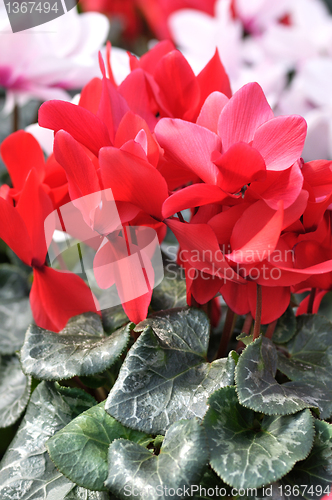 Image of cyclamen flowers