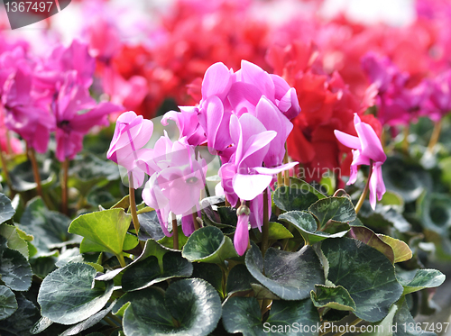 Image of cyclamen flowers
