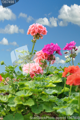 Image of geranium