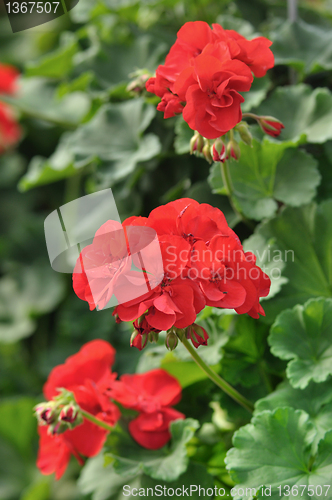 Image of geranium