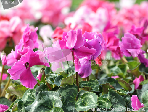 Image of cyclamen flowers