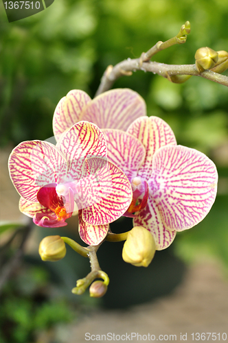 Image of orchid flower