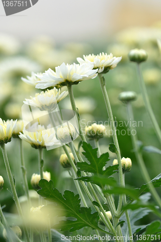 Image of daisy flowers