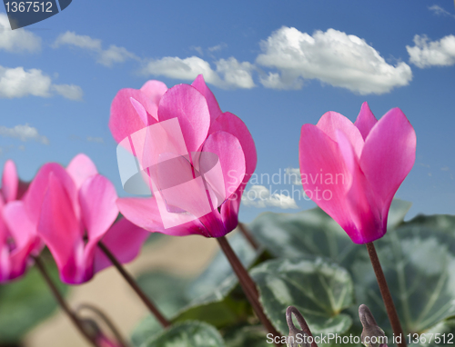 Image of cyclamen flowers