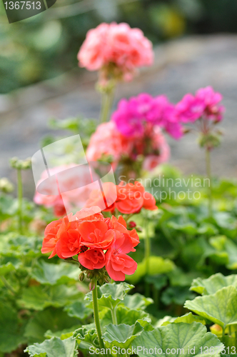 Image of geranium