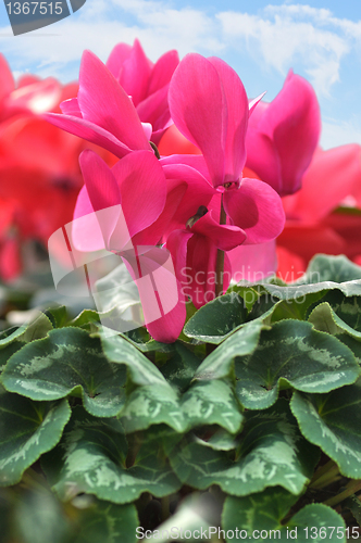 Image of Red cyclamen