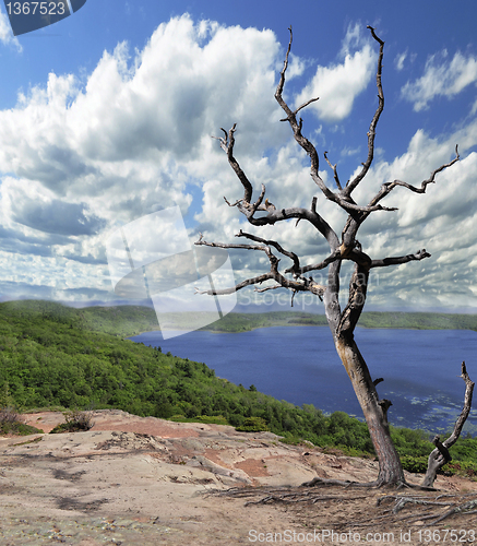 Image of dry tree