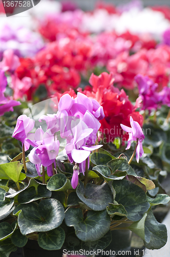 Image of  cyclamen flowers