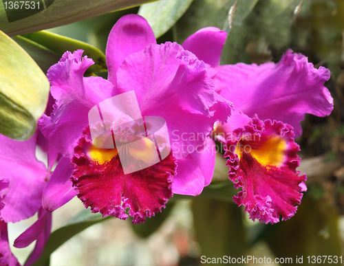 Image of tropical flowers