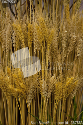 Image of Wheat ears 