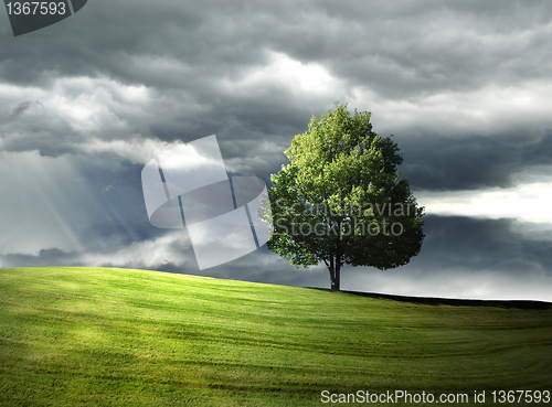 Image of Single tree on the hill 