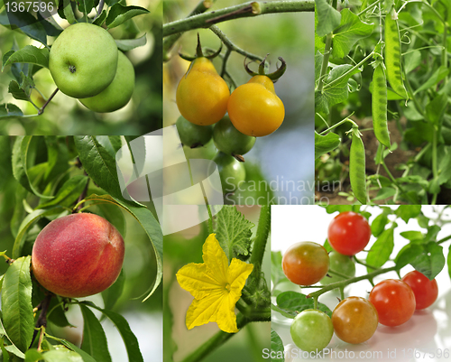 Image of vegetable collage 