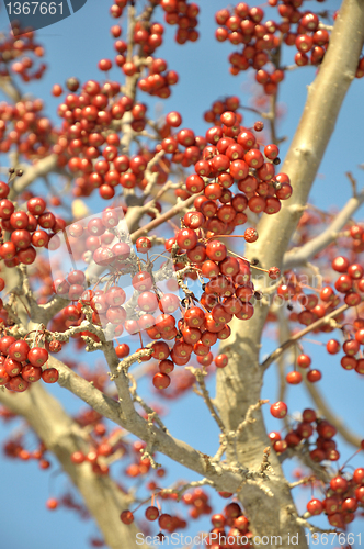 Image of red berries on a tree
