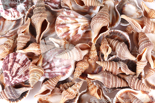 Image of  seashells 