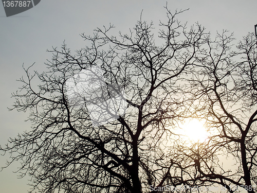 Image of Tree picture