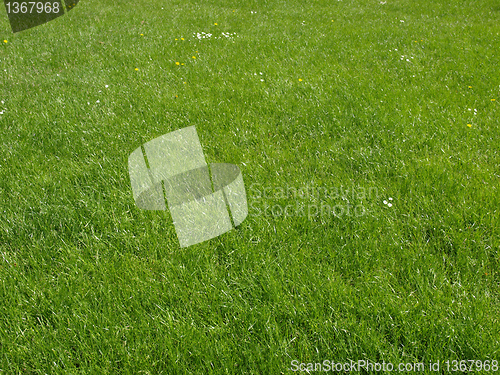 Image of Grass meadow