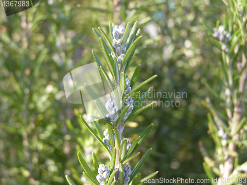 Image of Rosemary