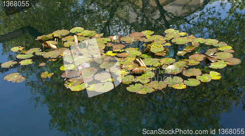 Image of Waterlily