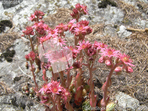 Image of Sempervivum
