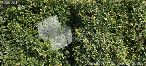Image of Leaves background