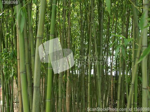 Image of Bamboo picture