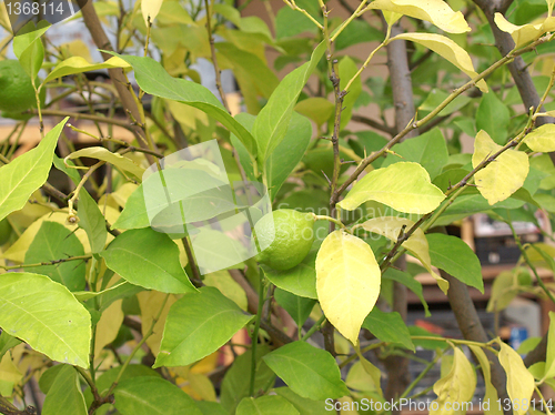 Image of Lemon picture