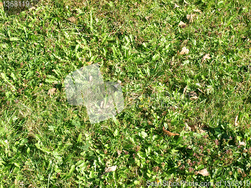 Image of Grass meadow