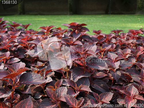 Image of Coleus Nettle plant