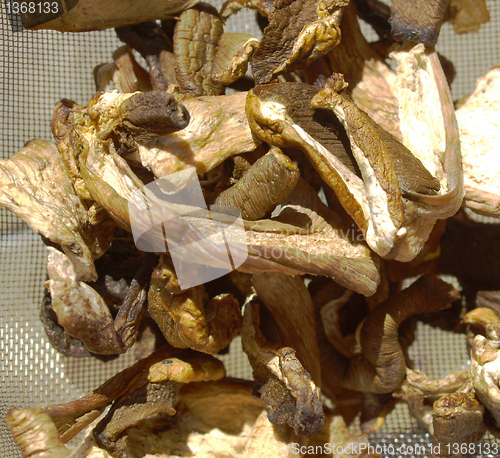 Image of Mushrooms picture