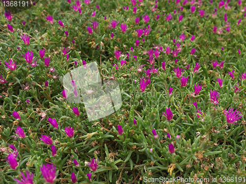 Image of Flowers