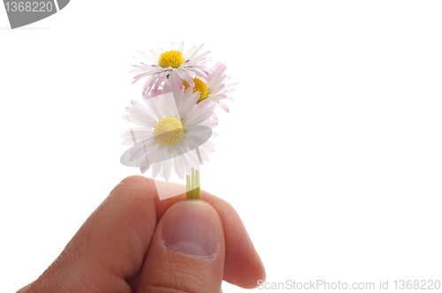 Image of daisy flower