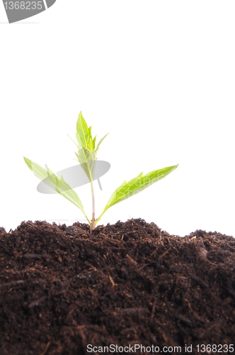 Image of young plant