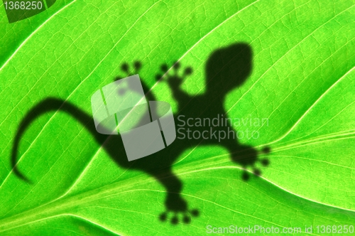 Image of tropical background