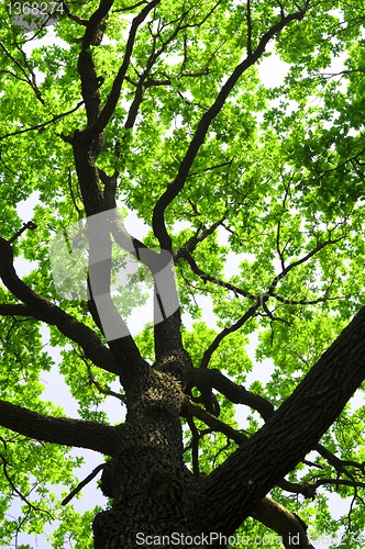 Image of tree
