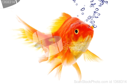 Image of goldfish