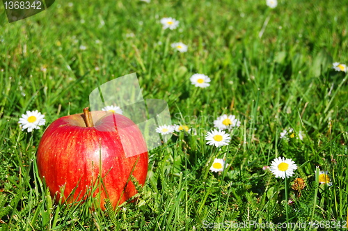 Image of apple