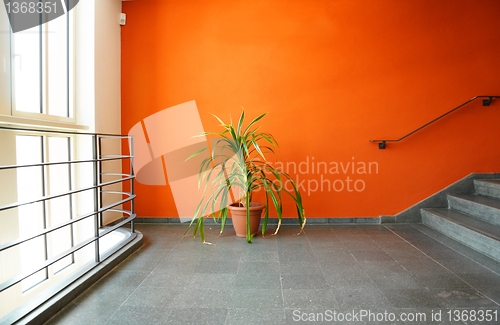 Image of plant in pot on a orange wall