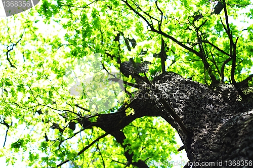 Image of trees in the woods