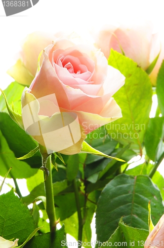 Image of bright pink roses