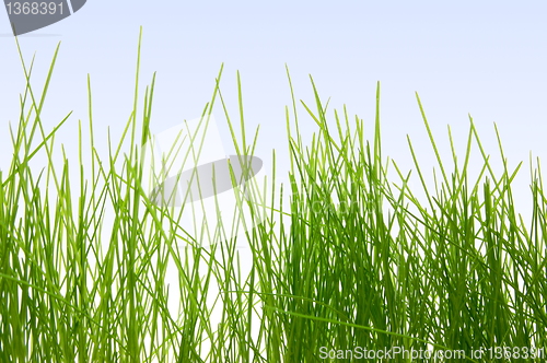 Image of grass