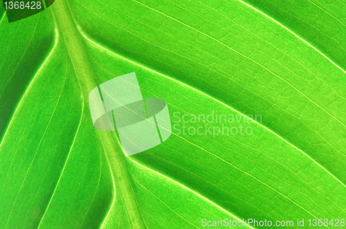 Image of structure of a leaf