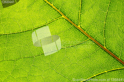Image of structure and texture of green leaf