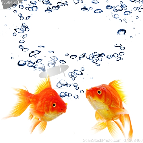 Image of goldfish and copyspace