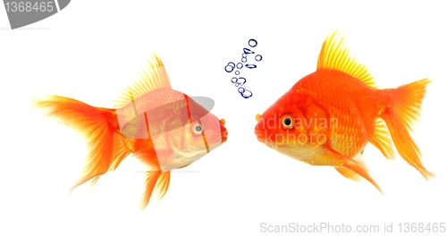 Image of goldfish