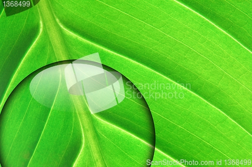 Image of green leaf with water drop