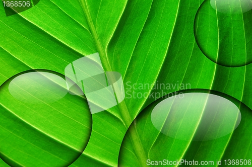 Image of green leaf with water drop