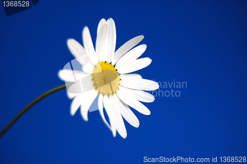 Image of daisy under blue spring sky