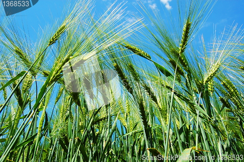 Image of wheat grain under blue sky